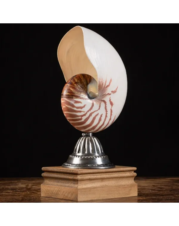 Nautilus Pompilius su Piedistallo