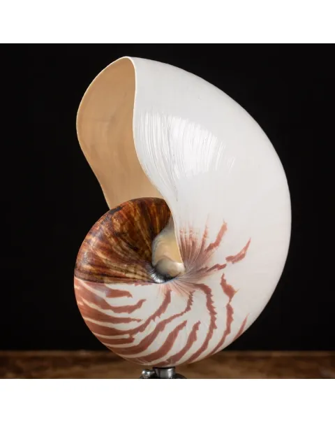 Nautilus Pompilius su Piedistallo