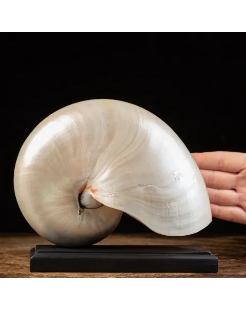 Nautilus Pompilius su base