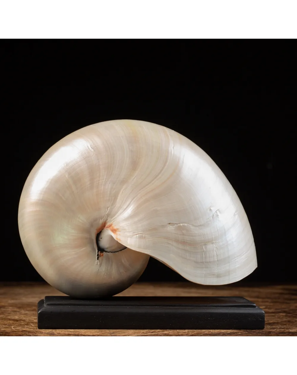 Nautilus Pompilius su base