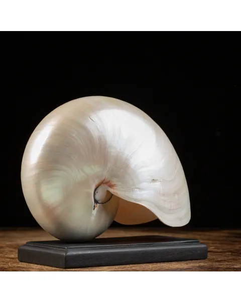 Nautilus Pompilius su base