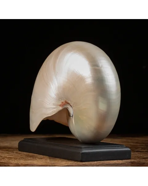 Nautilus Pompilius su base