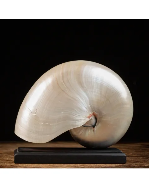 Nautilus Pompilius su base
