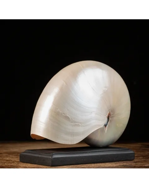 Nautilus Pompilius su base