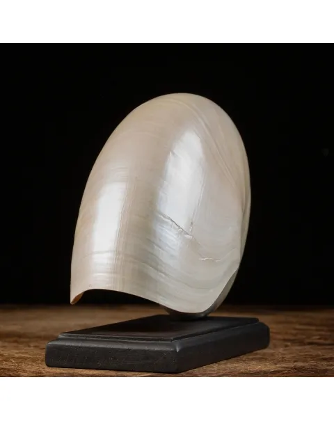 Nautilus Pompilius su base