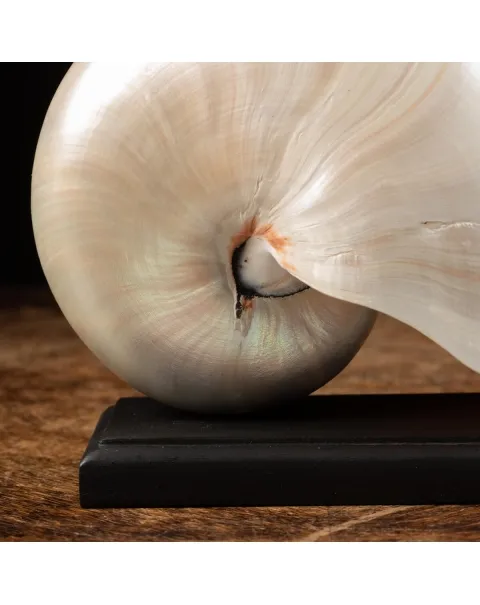 Nautilus Pompilius su base