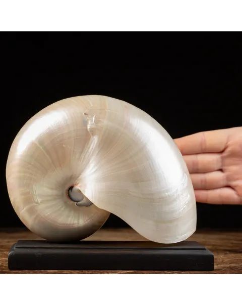 Nautilus Pompilius su base