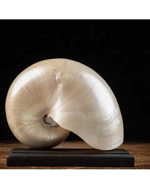 Nautilus Pompilius su base