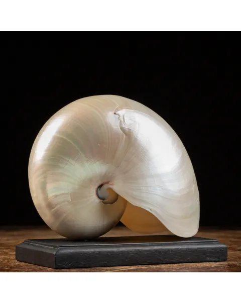 Nautilus Pompilius su base