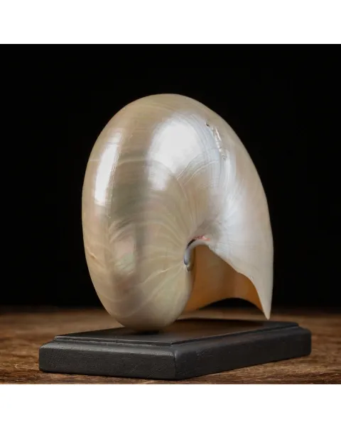 Nautilus Pompilius su base