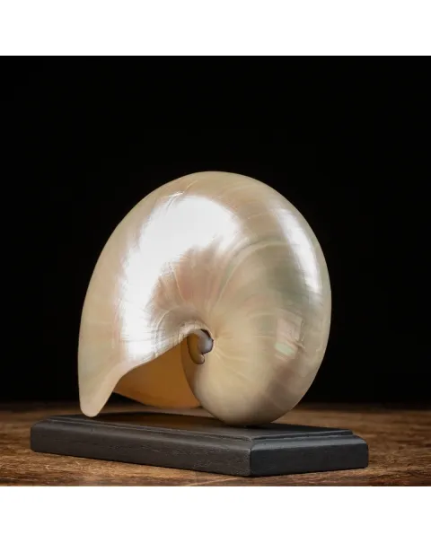 Nautilus Pompilius su base