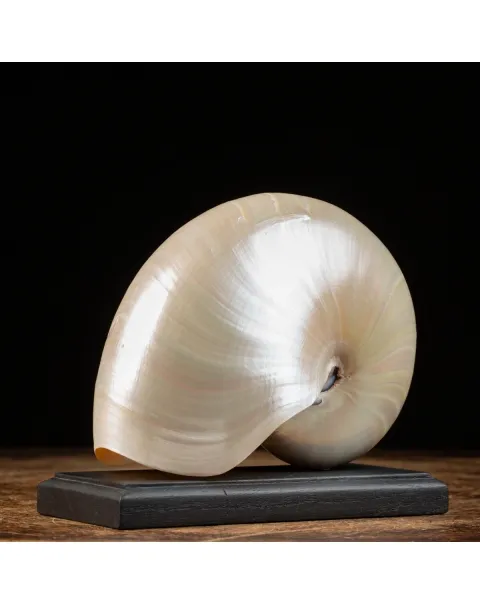 Nautilus Pompilius su base