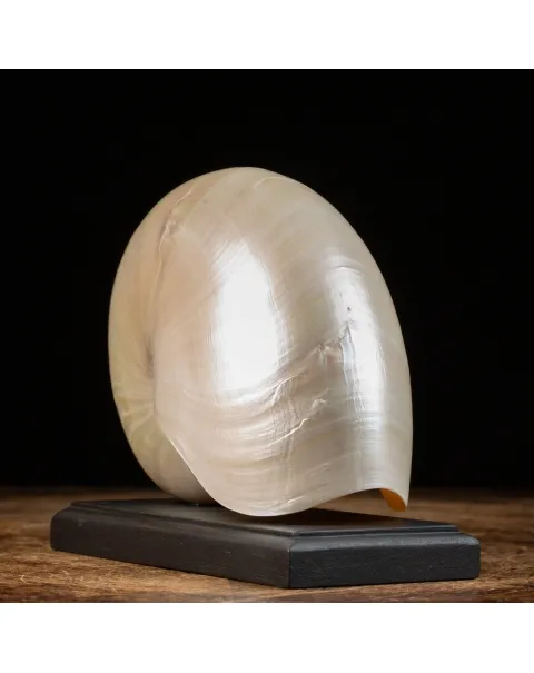 Nautilus Pompilius su base
