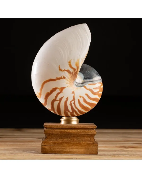 Nautilus Pompilius su Piedistallo