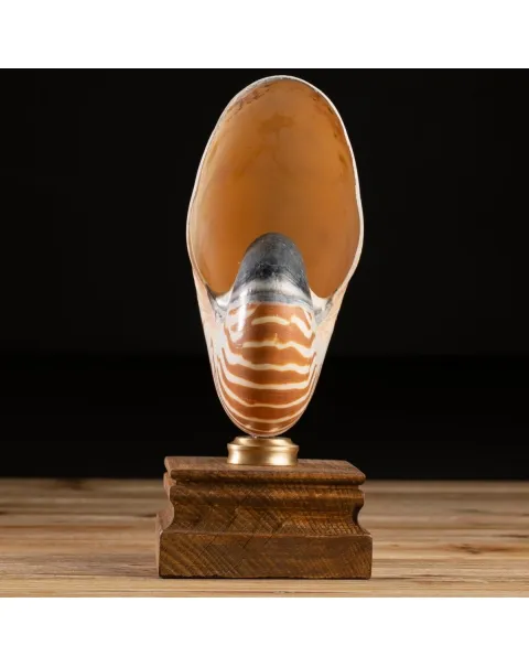 Nautilus Pompilius su Piedistallo