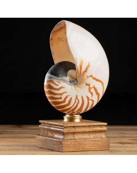 Nautilus Pompilius su Piedistallo
