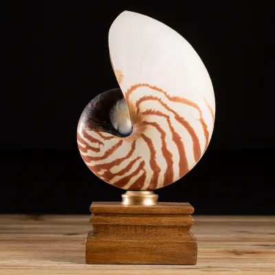 Nautilus Pompilius su Piedistallo