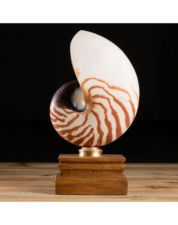 Nautilus Pompilius su Piedistallo