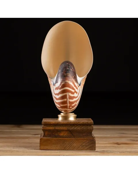 Nautilus Pompilius su Piedistallo
