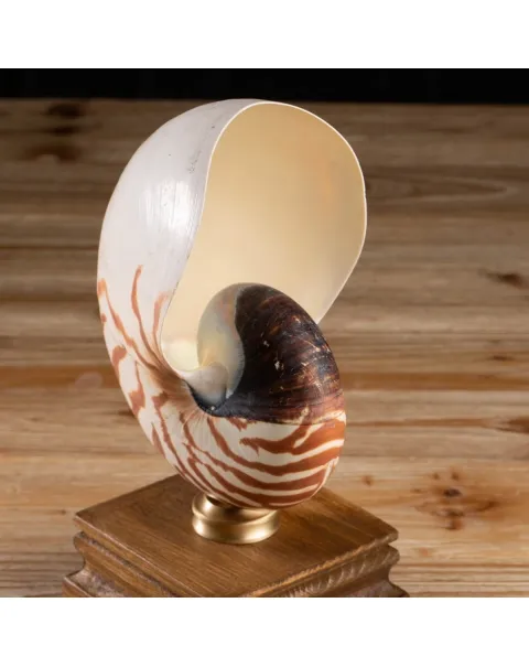 Nautilus Pompilius su Piedistallo