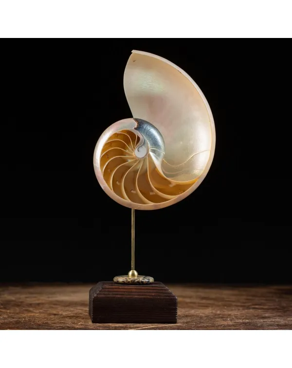 Nautilus Pompilius su Piedistallo