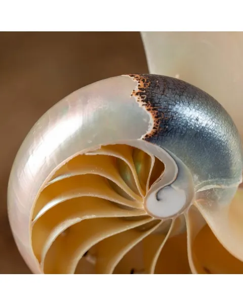 Nautilus Pompilius su Piedistallo