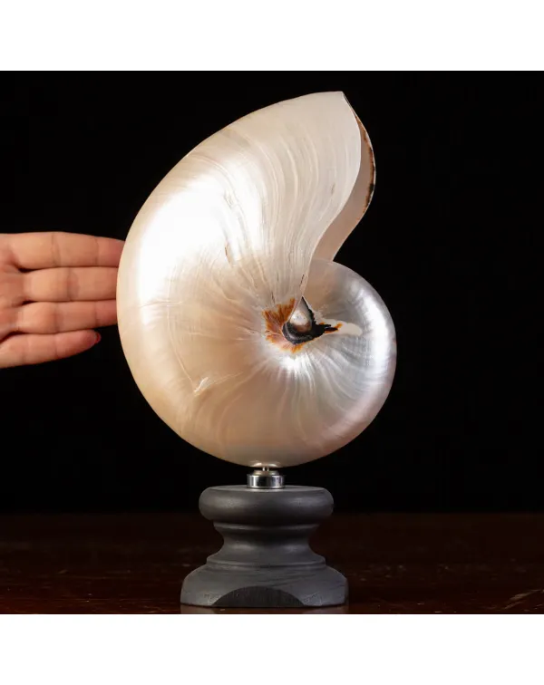Nautilus Pompilius Madreperla: Eleganza Vintage da...