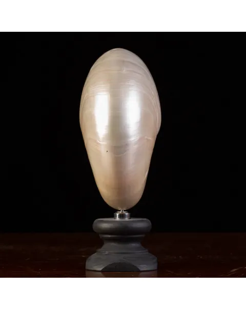 Nautilus Pompilius Madreperla: Eleganza Vintage dalle Profondità Marine.