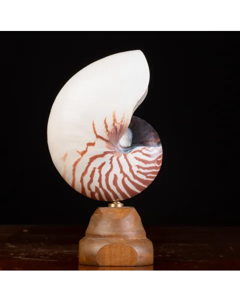 Nautilus Pompilius il Fossile Vivente.