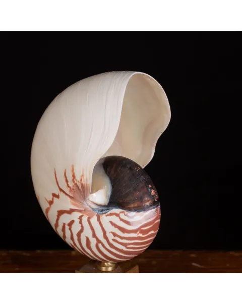 Nautilus Pompilius il Fossile Vivente.