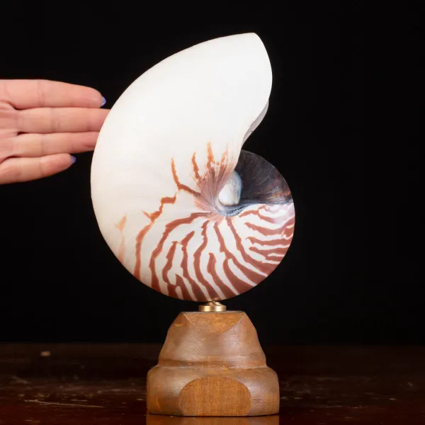 Nautilus Pompilius il Fossile Vivente.