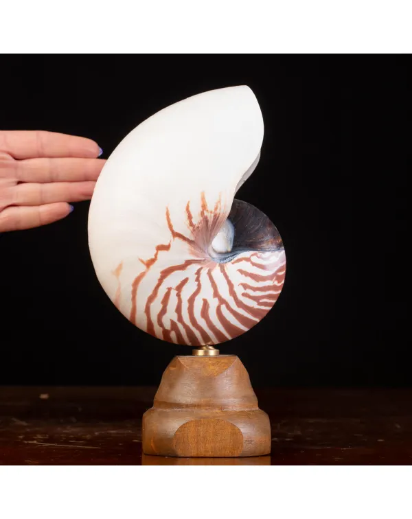 Nautilus Pompilius il Fossile Vivente.