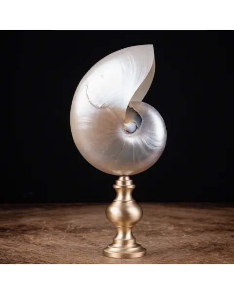 Nautilus in Madreperla montato su base decorativa in ottone.