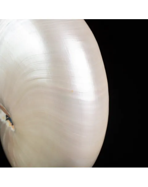 Nautilus in Madreperla su Base Decorativa: Eleganza Moderna dal Fascino Settecentesco.
