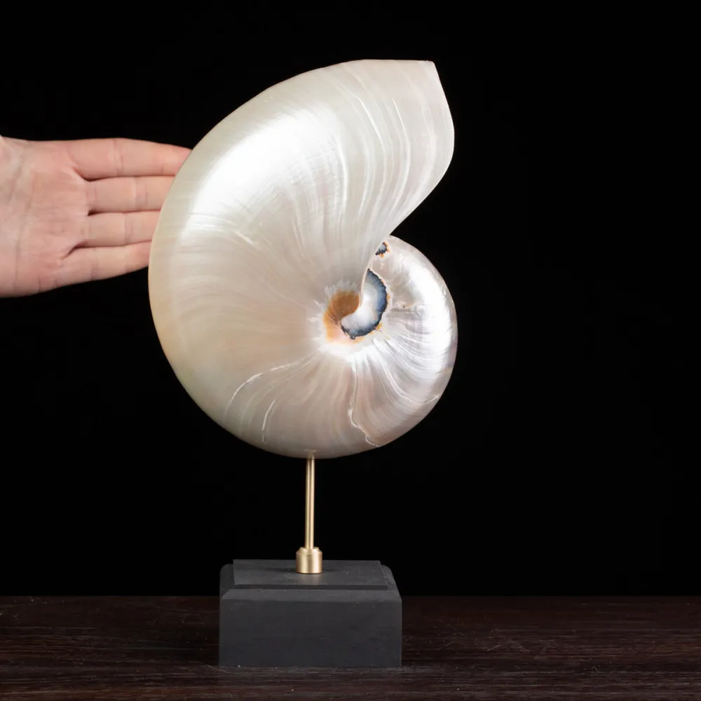 Nautilus in Madreperla su Base Decorativa: Eleganza Moderna dal Fascino Settecentesco.