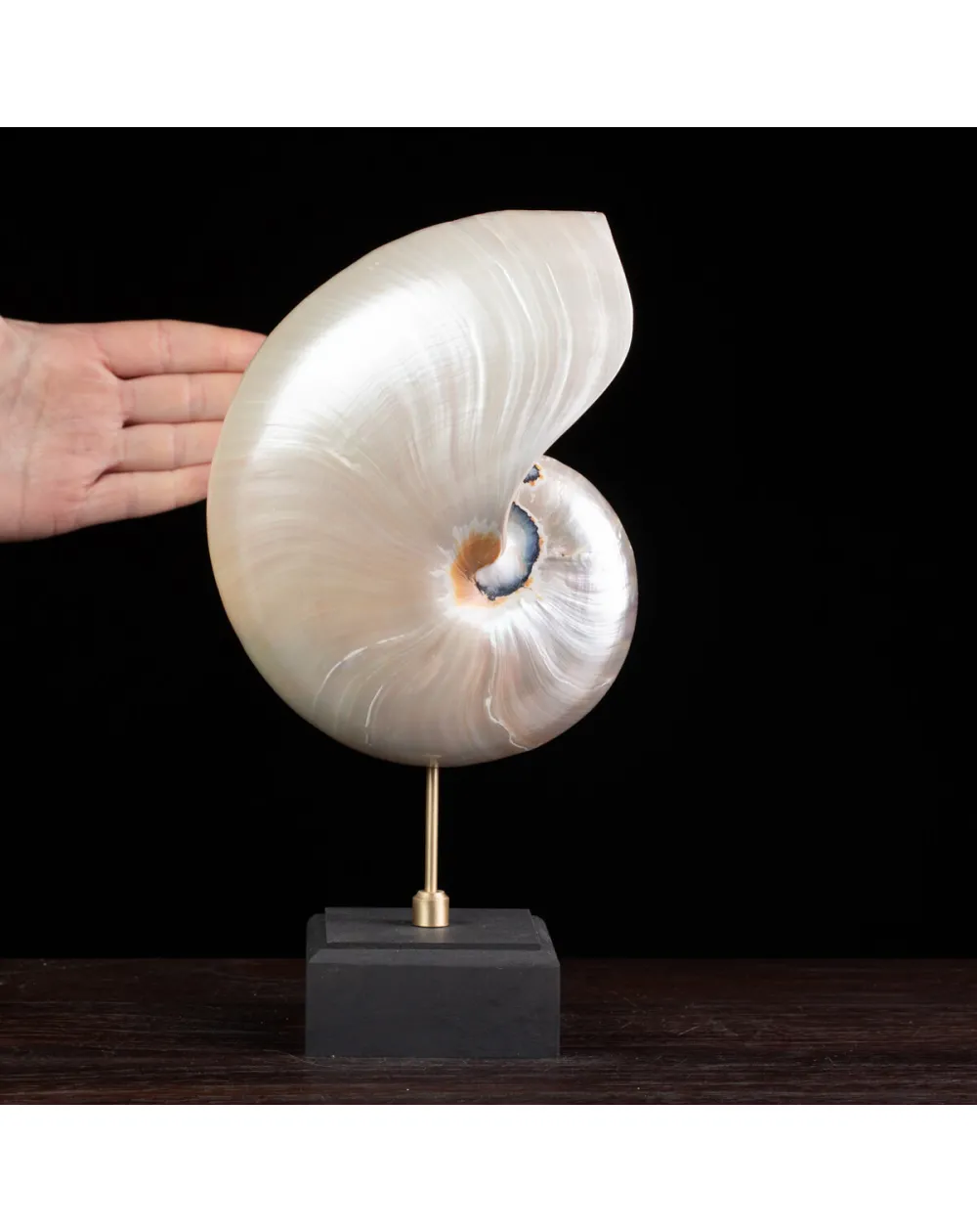 Nautilus in Madreperla su Base Decorativa: Eleganza Moderna dal Fascino Settecentesco.