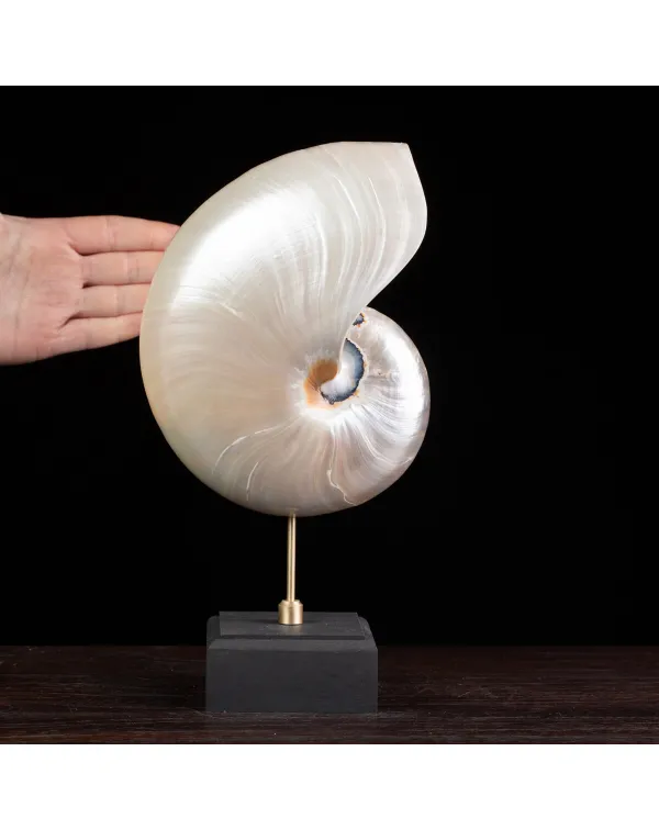 Nautilus in Madreperla su Base Decorativa: Eleganz...