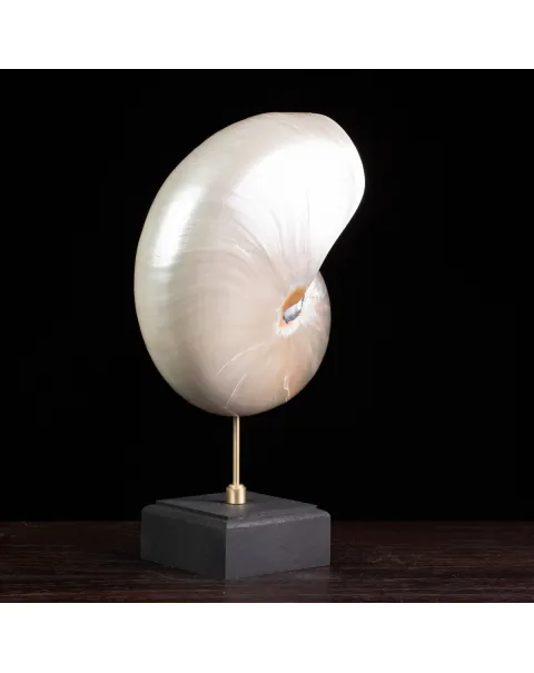 Nautilus in Madreperla su Base Decorativa: Eleganza Moderna dal Fascino Settecentesco.