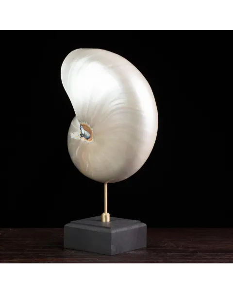 Nautilus in Madreperla su Base Decorativa: Eleganza Moderna dal Fascino Settecentesco.
