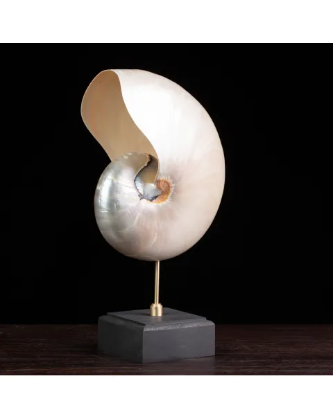 Nautilus in Madreperla su Base Decorativa: Eleganza Moderna dal Fascino Settecentesco.