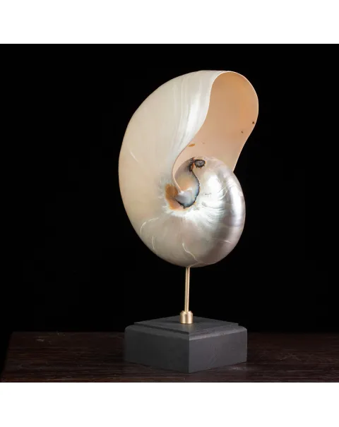Nautilus in Madreperla su Base Decorativa: Eleganza Moderna dal Fascino Settecentesco.
