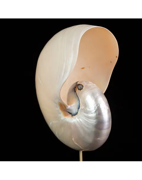 Nautilus in Madreperla su Base Decorativa: Eleganza Moderna dal Fascino Settecentesco.