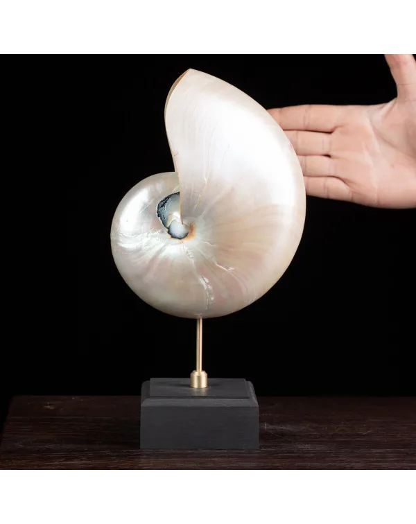 Nautilus in Madreperla: Una Meraviglia Naturale.