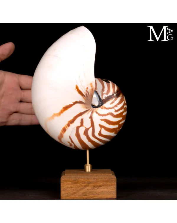 Nautilus su base in legno – 185 mm