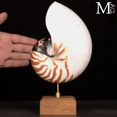 Nautilus Pompilius su base in legno