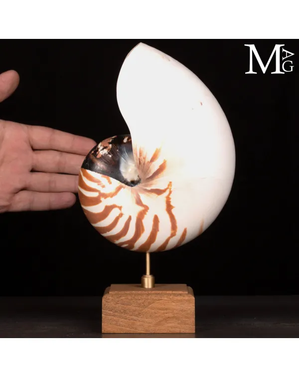 Nautilus Pompilius su base in legno