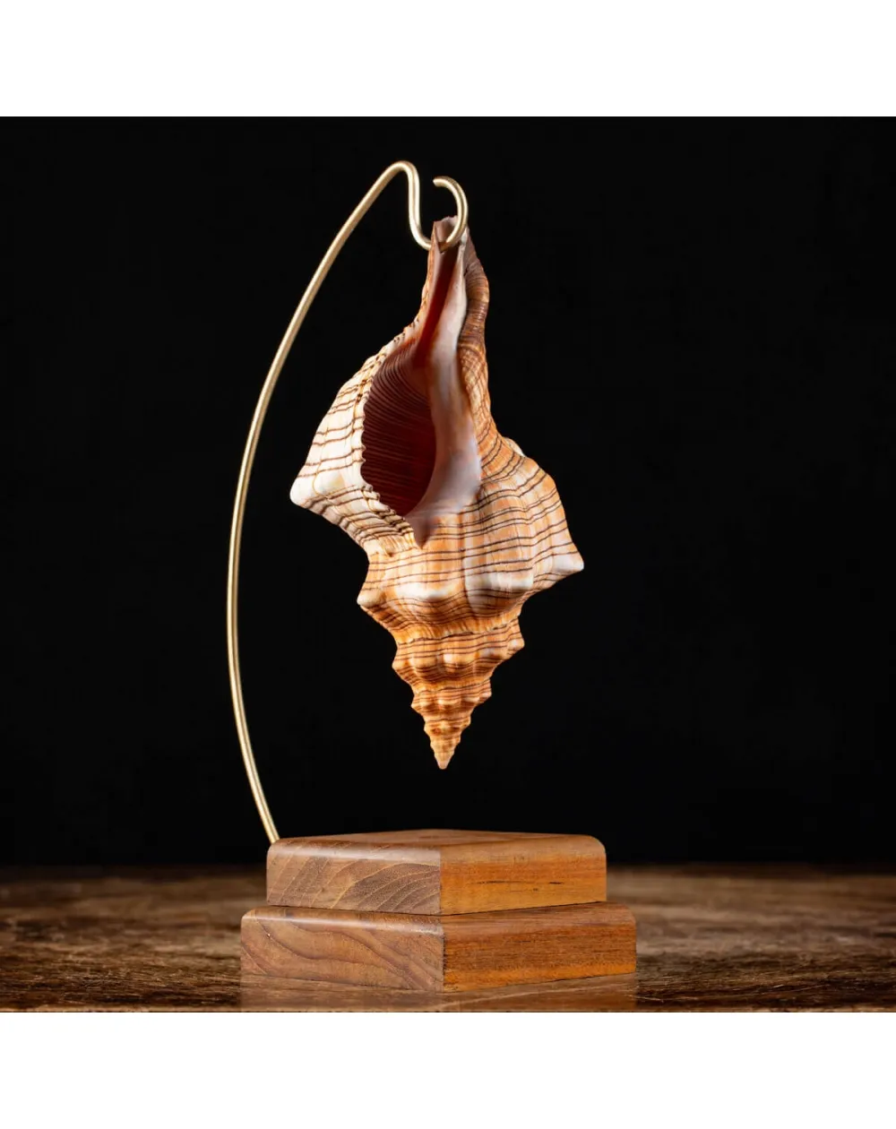 Conchiglia Pleuroploca Trapezium