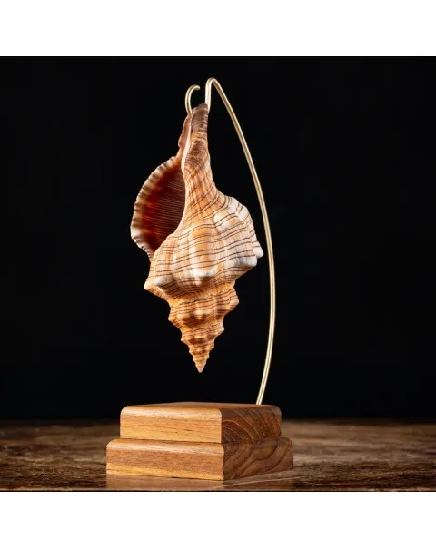 Conchiglia Pleuroploca Trapezium