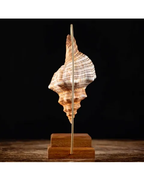 Conchiglia Pleuroploca Trapezium