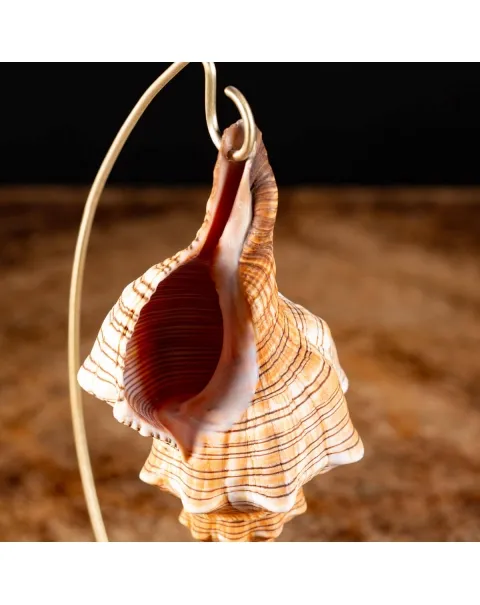 Conchiglia Pleuroploca Trapezium